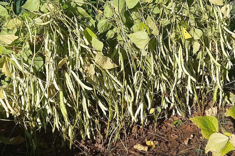 IDR-PR é responsável por duas das cultivares de feijão mais comercializadas no Brasil