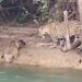 VÍDEO: Pescadores flagram duas onças-pintadas na barranca do Rio Paraná, em Querencia do Norte