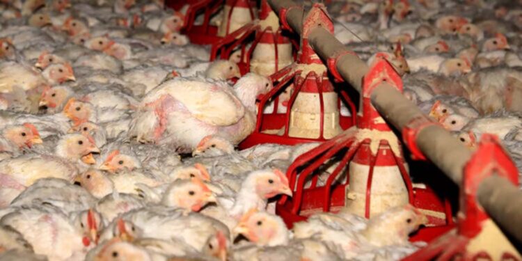 Mapa orienta estados a declararem  estado de emergência zoossanitária