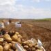 Paraná produzirá 323,7 mil toneladas de batatas nesta safra; colheita já chegou a 78% da área
