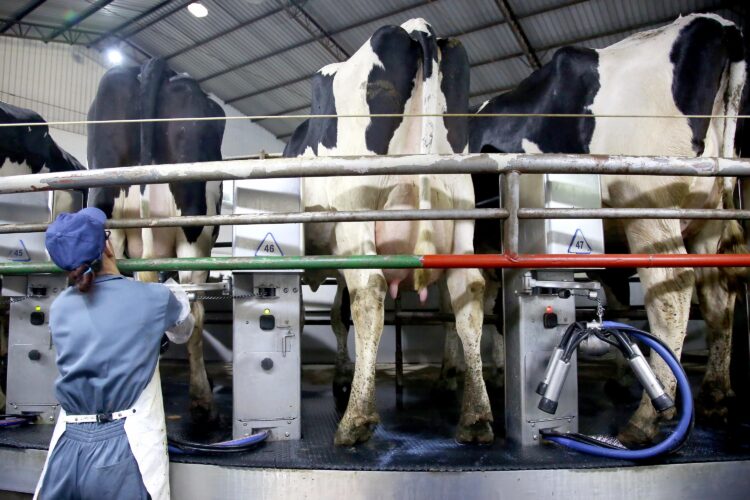 Nova fase do programa de distribuição de leite do Estado começa em agosto