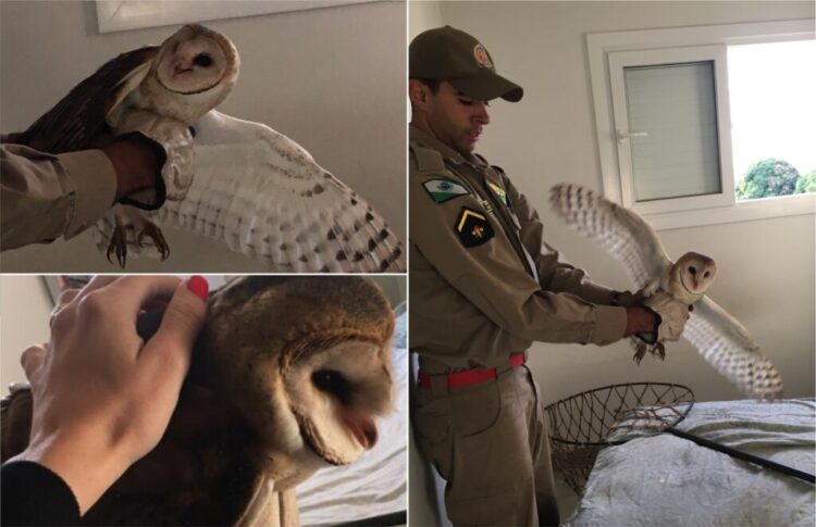 Coruja é capturada pelo Corpo de Bombeiros dentro de apartamento em Paranavaí