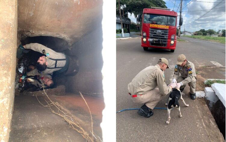 Dois cachorros são resgatados pelo Corpo de Bombeiros após cair em bueiro