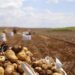 Paraná produzirá 323,7 mil toneladas de batatas nesta safra; colheita já chegou a 78% da área