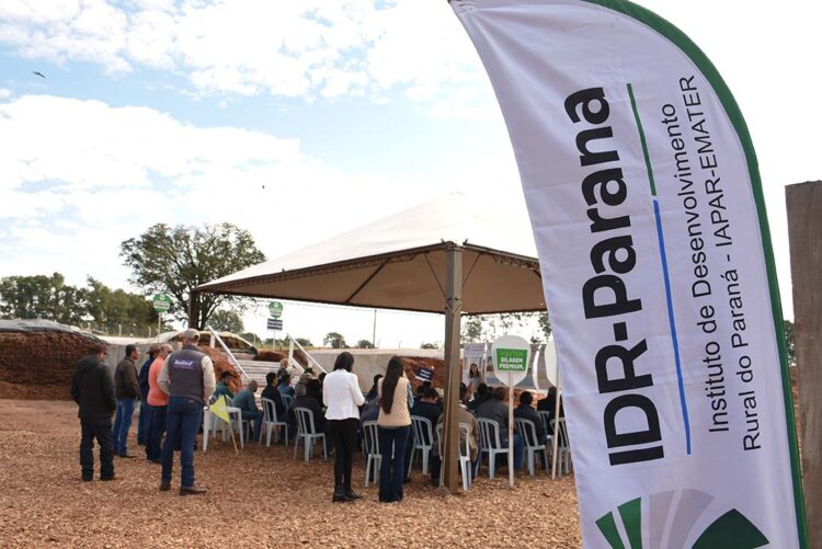 Pesquisadores apresentam potencial do sorgo  como fonte alternativa de alimentação do rebanho