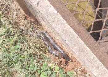 Cobra de dois metros aparece em usina e assusta funcionários