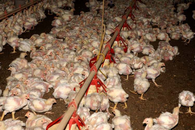 Resultado final do VBP de 2022 mostra que pecuária representa 51% da economia rural