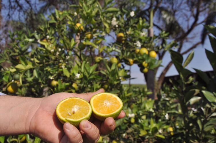 Secretário de Agricultura aponta ações para impedir o avanço do greening em Paranavaí