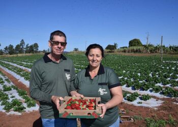 Cultivo de moranguinhos está entre as  principais atividades econômicas de Rondon