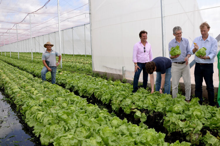 Boletim da Conab aponta para queda de preços da alface, batata e cebola