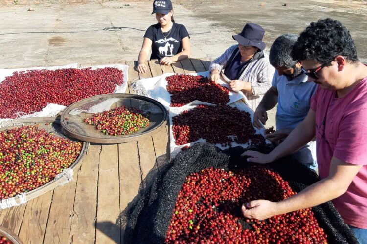 Safra de café paranaense deve render 41,4  mil toneladas, 42% a mais em relação a 2022