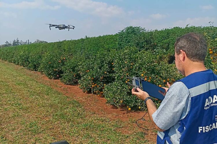 Estado promove grande operação para baixar  casos de greening e reforçar prevenção