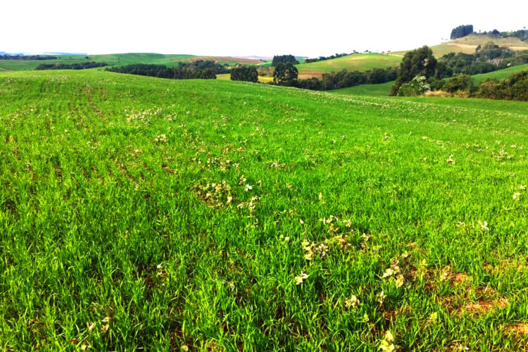 Portaria federal reforça alerta da Adapar  sobre importância do vazio sanitário da soja