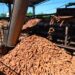 Paraná lidera produção nacional de mandioca com finalidade industrial