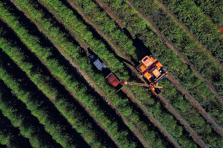 Safra de café paranaense deve render 41,4 mil toneladas, 42% a mais em relação a 2022
