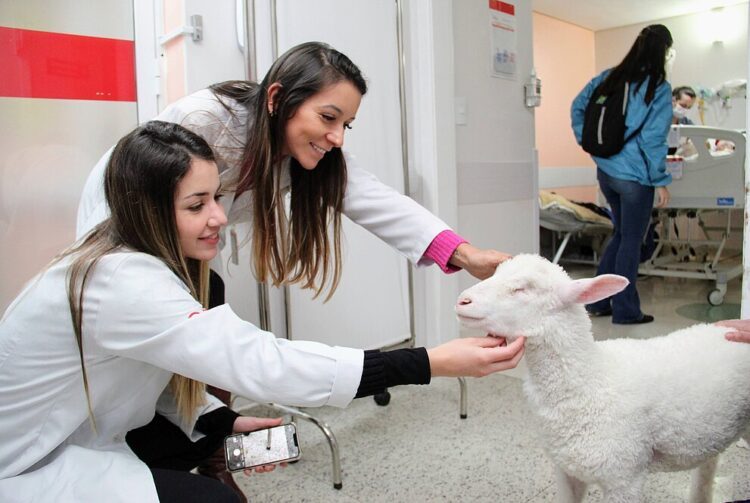 Ovelhas encantam crianças na pediatria de hospital