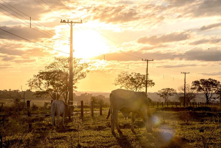 Seab e IDR apontam efeitos da onda de calor sobre as produções agropecuárias na região