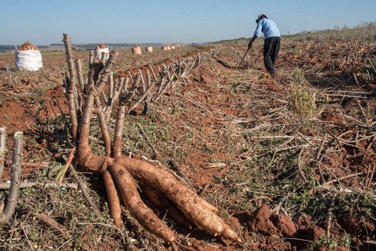 Preço da raiz de mandioca atinge o menor  valor do ano e tonelada chega a R$ 665,40