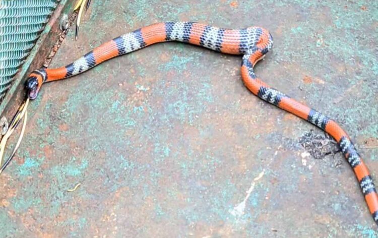 Serpente aparece no pátio de empresa em Paranavaí
