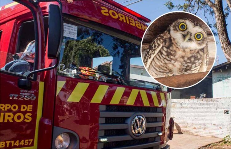 Filhote de coruja é encontrado em escola na Vila Operária