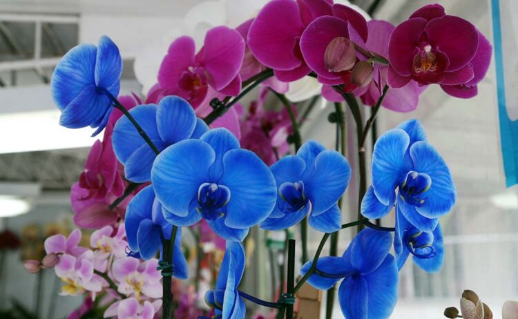 Flores representam R$ 224 milhões no Valor Bruto de Produção do Paraná