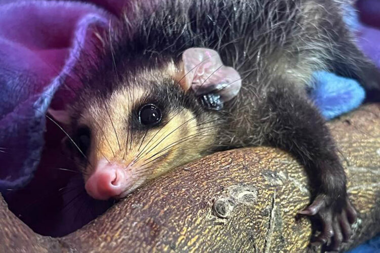 IAT alerta para preservação de gambás no período de reprodução