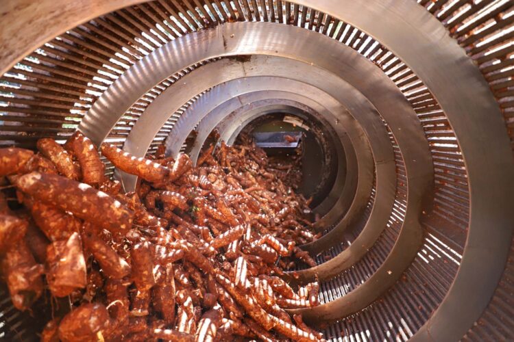 Fiman 2023 será realizada em novembro e quer bater recorde