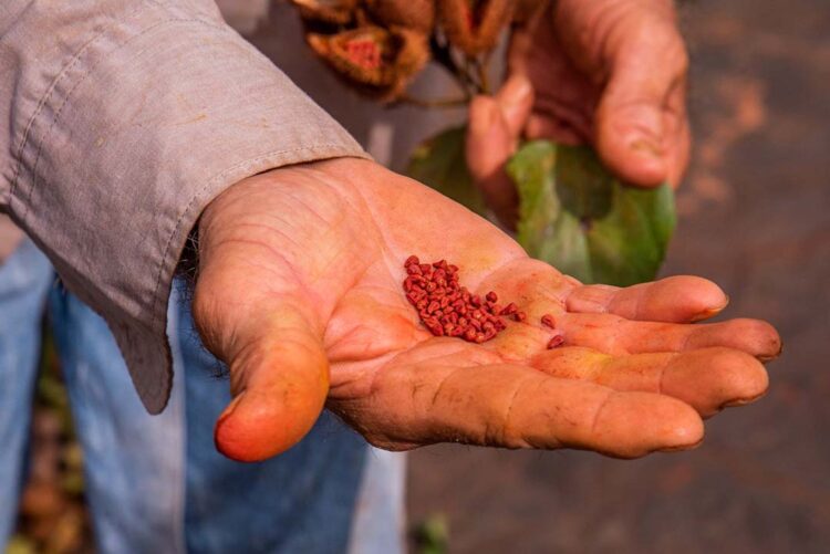 Produtos paranaenses depositam pedidos de Indicação Geográfica no INPI