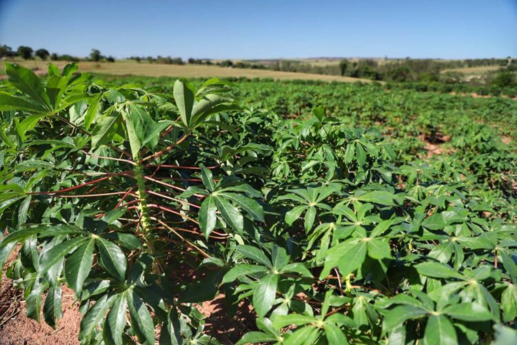Reduzir custos de produção para setor se tornar mais competitivo, defende Pasquini