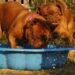 Veterinário orienta como refrescar pets  em dias de calor e clima seco