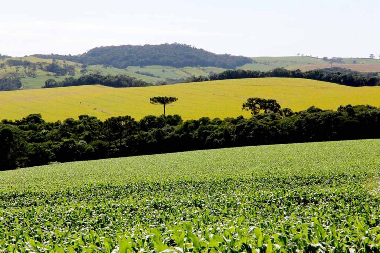 PIB do Paraná cresce 8,6% no primeiro semestre, mais que o dobro da média nacional