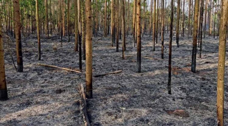 Incêndio destrói 20 mil metros de vegetação em Graciosa