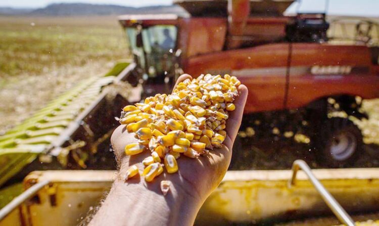 Primeiro levantamento traz uma estimativa de produção de 317,5 milhões de toneladas