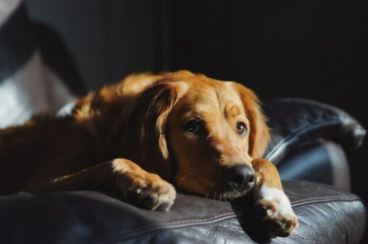 Pets também passam por processo de luto?