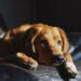 Pets também passam por processo de luto?
