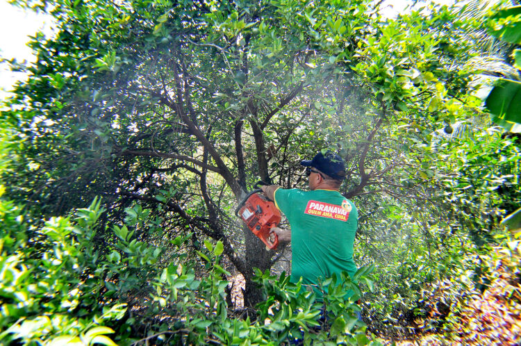 Paranavaí começa erradicação de árvores contaminadas pelo greening em áreas rurais