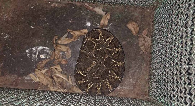 Cobra é encontrada dentro de armário em sítio na PR-218