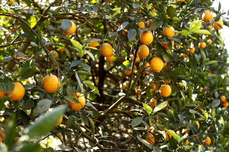 Pior praga da laranja avança e gera  risco extremo a pomares brasileiros