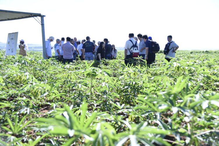 Paraná sediará terceira edição da  Feira Internacional da Mandioca