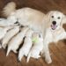 Objetivo é conscientizar sobre prevenção  de câncer de mama em cães e gatos
