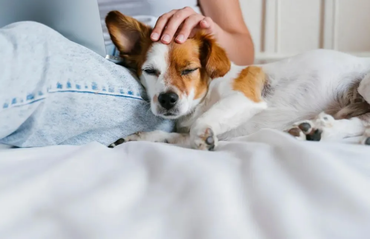 Quarenta frases sobre animais para quem ama esses bichinhos