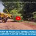VÍDEO: Prefeitura de Paranavaí começa trabalho de erradicação de plantas cítricas em Vilas Rurais