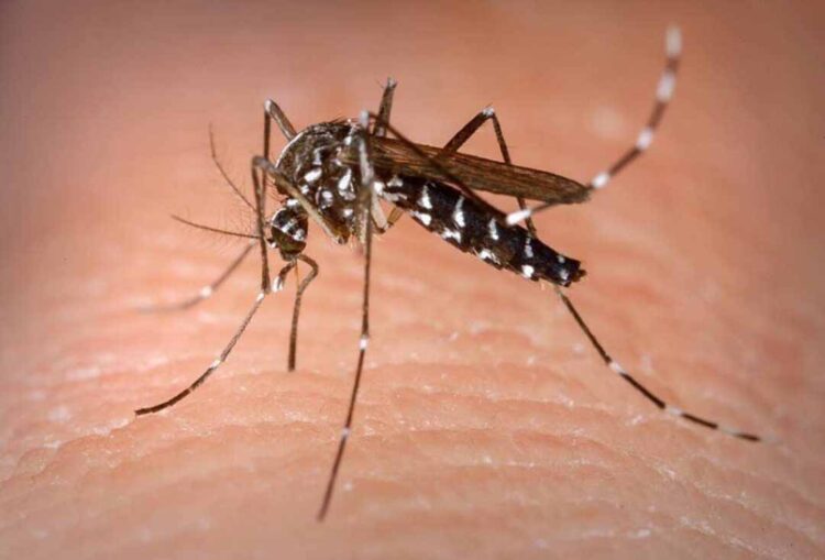 Município de Paranavaí confirma 67 casos de dengue