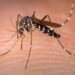 Município de Paranavaí confirma 67 casos de dengue