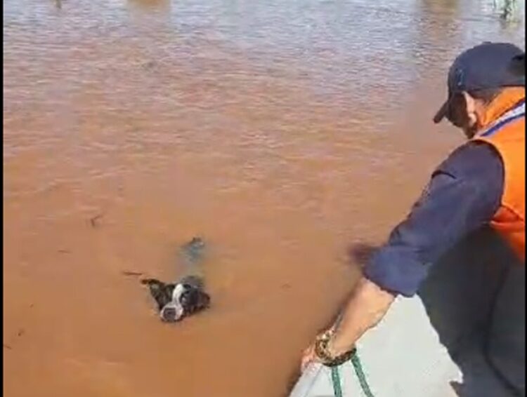Defesa Civil resgata cachorro de área alagada em Querência do Norte