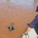 Defesa Civil resgata cachorro de área alagada em Querência do Norte