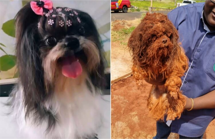 Depois de quatro dias desaparecida, cachorra é entregue à dona