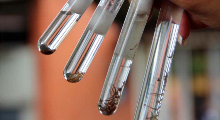 Quarto LIRA do ano tem índice de 3,2  e médio risco de infestação do mosquito