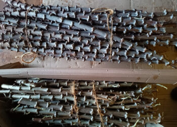 UEM distribui 200 mil mudas de mandioca de mesa em 2023