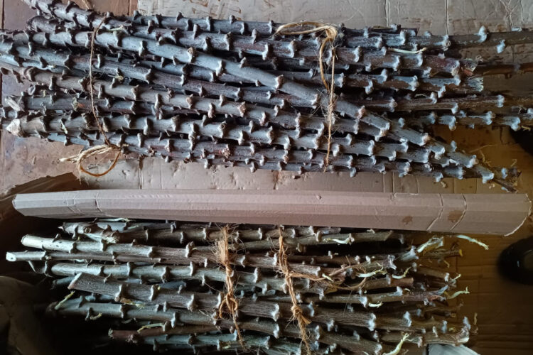 UEM distribui 200 mil mudas de mandioca de mesa em 2023